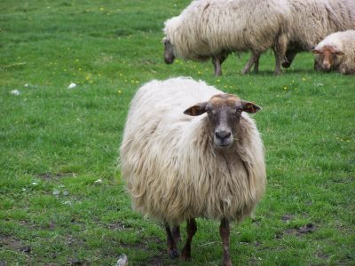 Online Petitie tegen slacht schapen na aanbesteding